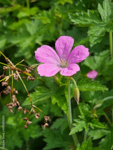 pink and white flower