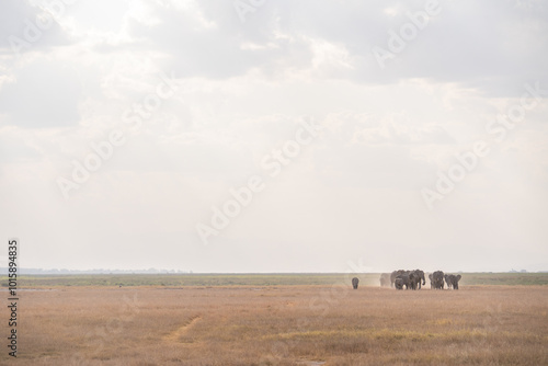 Herd of elephants roams Amboseli National Park