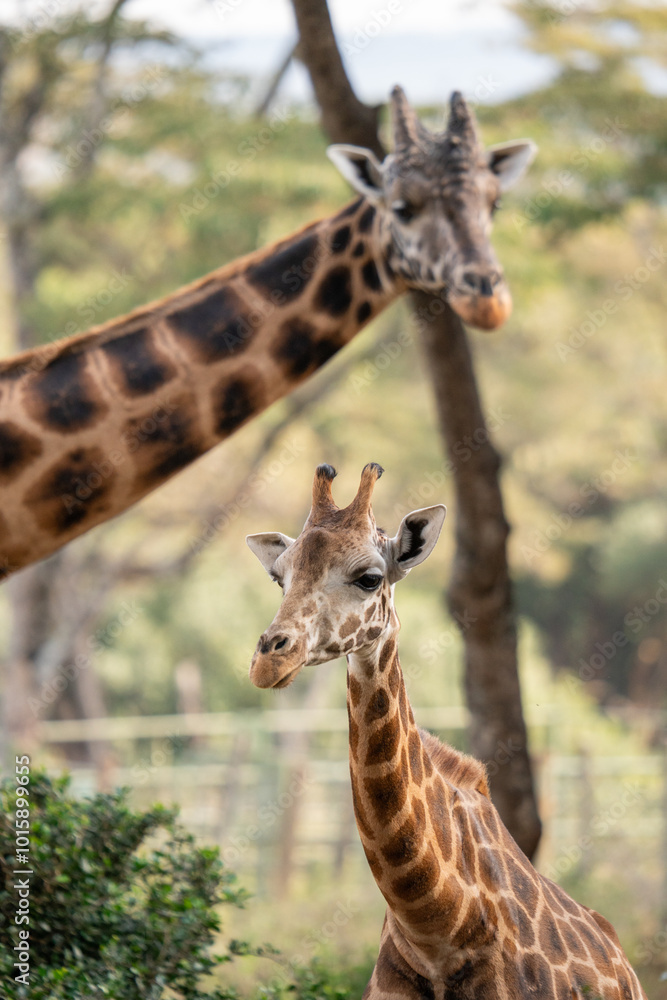 Fototapeta premium close up of a giraffe