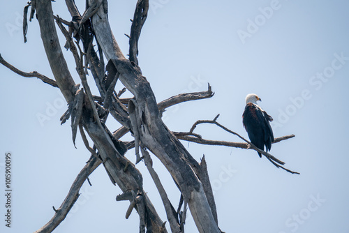 A fish eagle on a tree