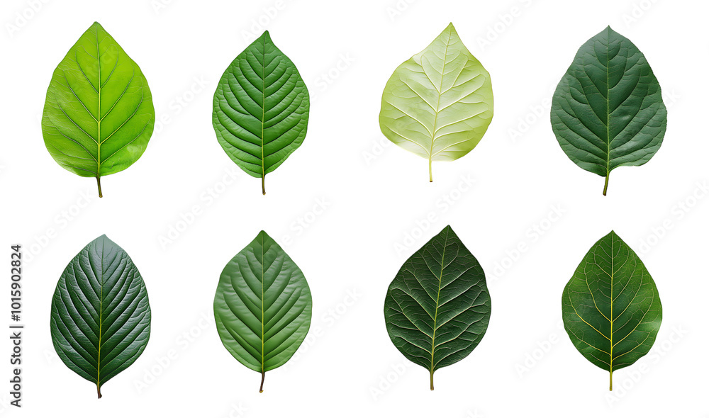 Obraz premium Collection of set Green leaf isolated on transparent background. PNG file, cut out