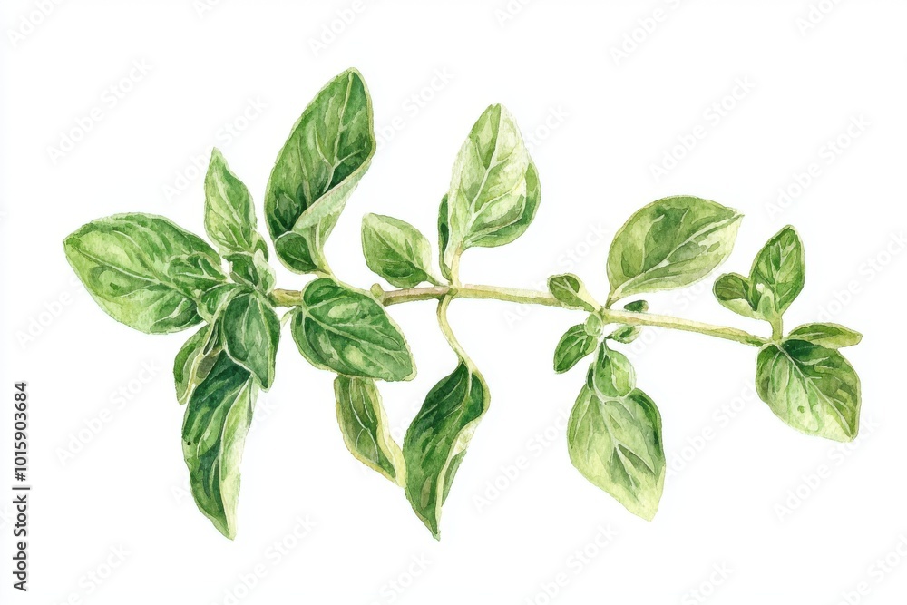 Obraz premium A close-up view of fresh oregano leaves showcasing their vibrant green color and lush texture, perfect for culinary use.