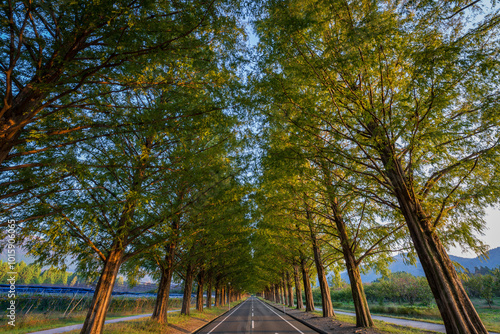 メタセコイヤ並木