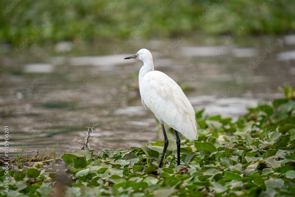 a Egretta garzetta on Lake Naivasha a Egretta garzetta on Lake Naivasha