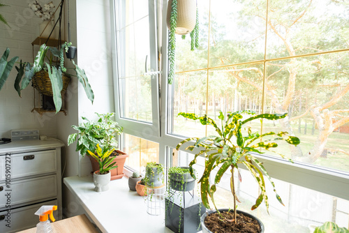 Potted house plants on the window sill there are windows in the attic in the interior of the living room of the house photo