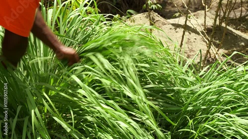 Dark skin man cutting lemon grass, citronella for making infusion, Mahe, Seychelles. 30fps photo