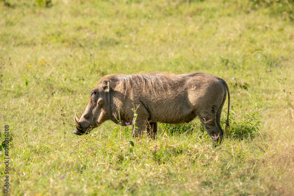 warthog in Nakuru National Park warthog in Nakuru National Park