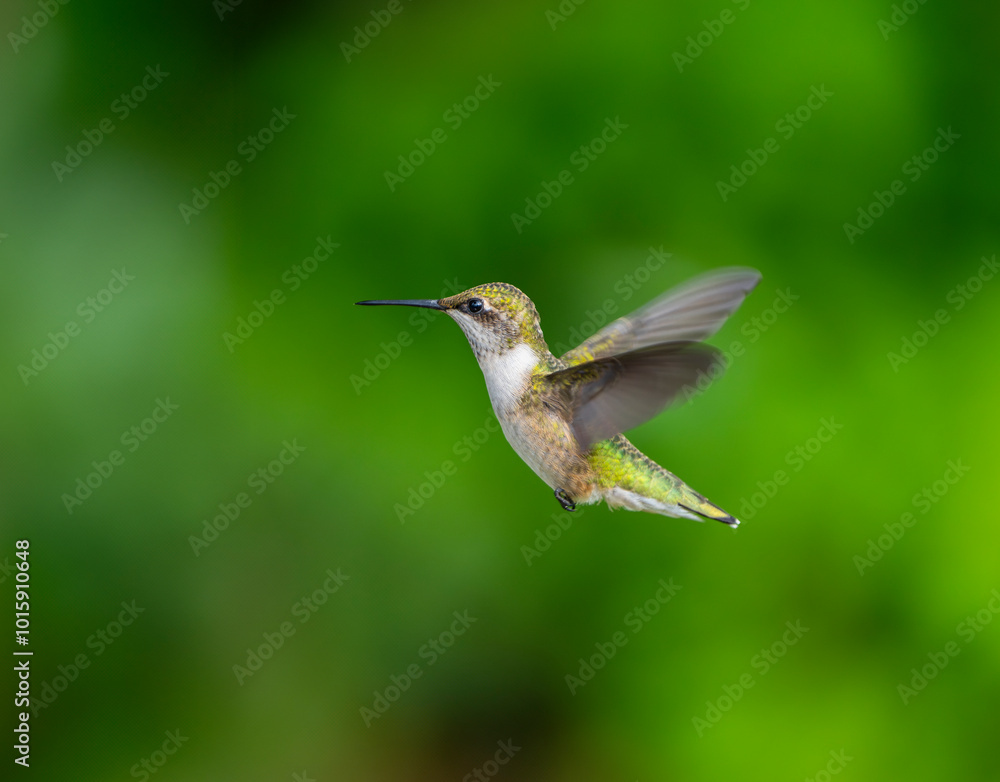 Naklejka premium close up on flying ruby throated hummingbird