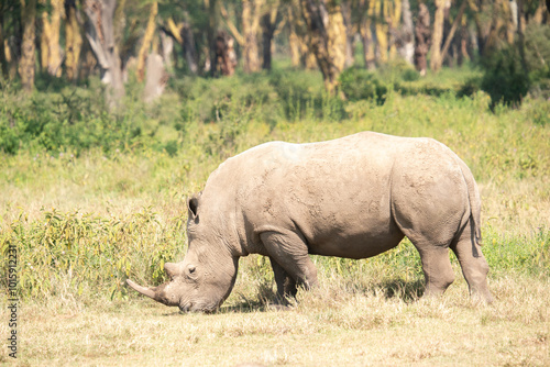 white rhino in Nakuru National Park