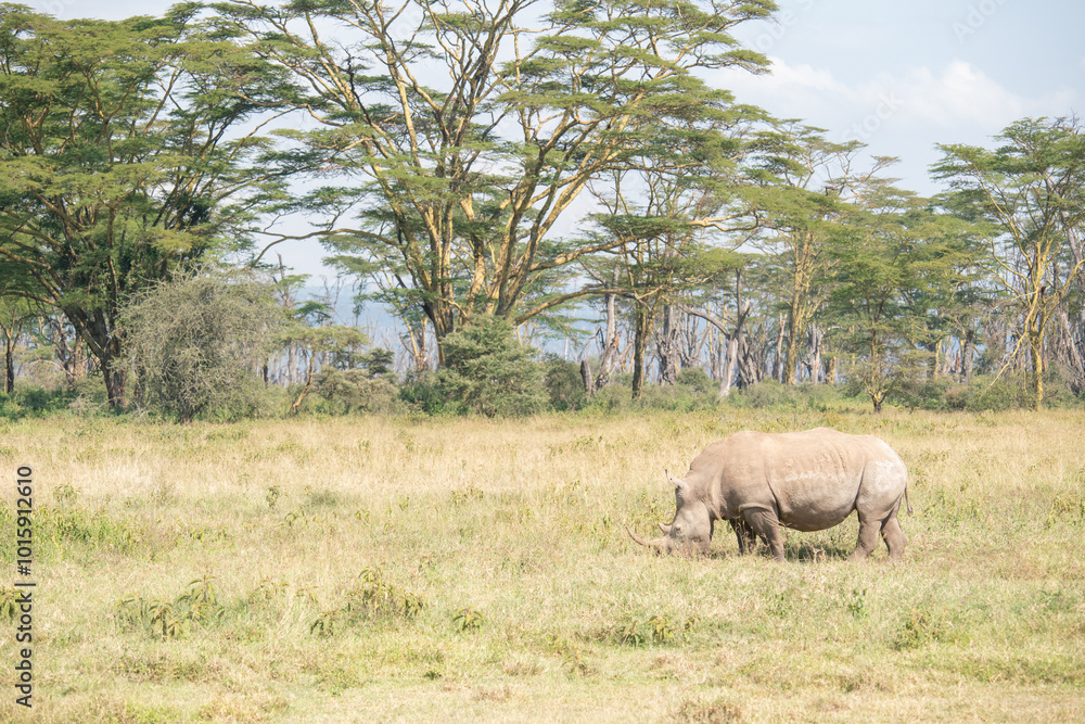 white rhino in Nakuru National Park white rhino in Nakuru National Park