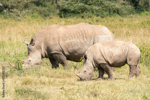 white rhino and calf in Nakuru National Park