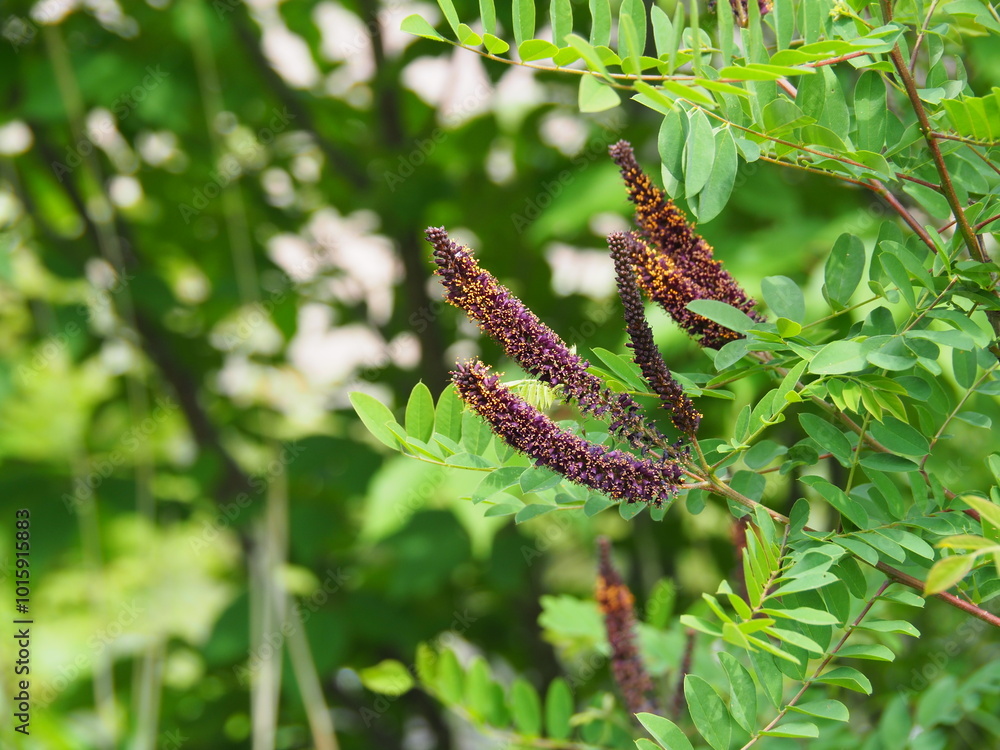 custom made wallpaper toronto digitalイタチハギ