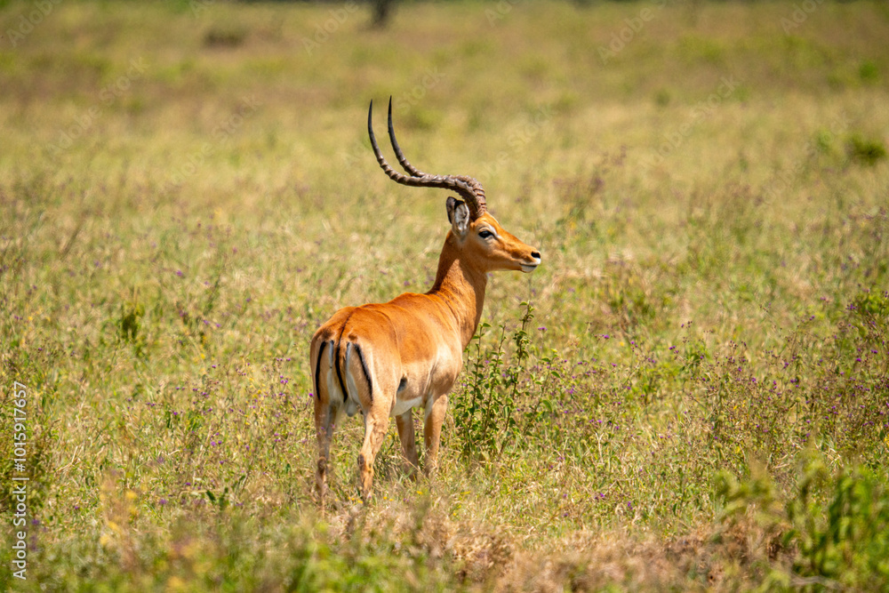impala antelope in nakuru national park impala antelope in nakuru national park