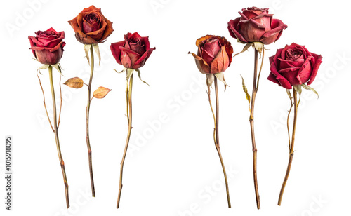 Set of Dried Red Rose Flowers Cut Out and Isolated Botanical Art