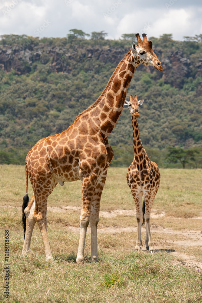 Obraz premium giraffe walking in the nakuru