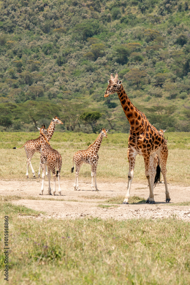 Obraz premium giraffe walking in the nakuru