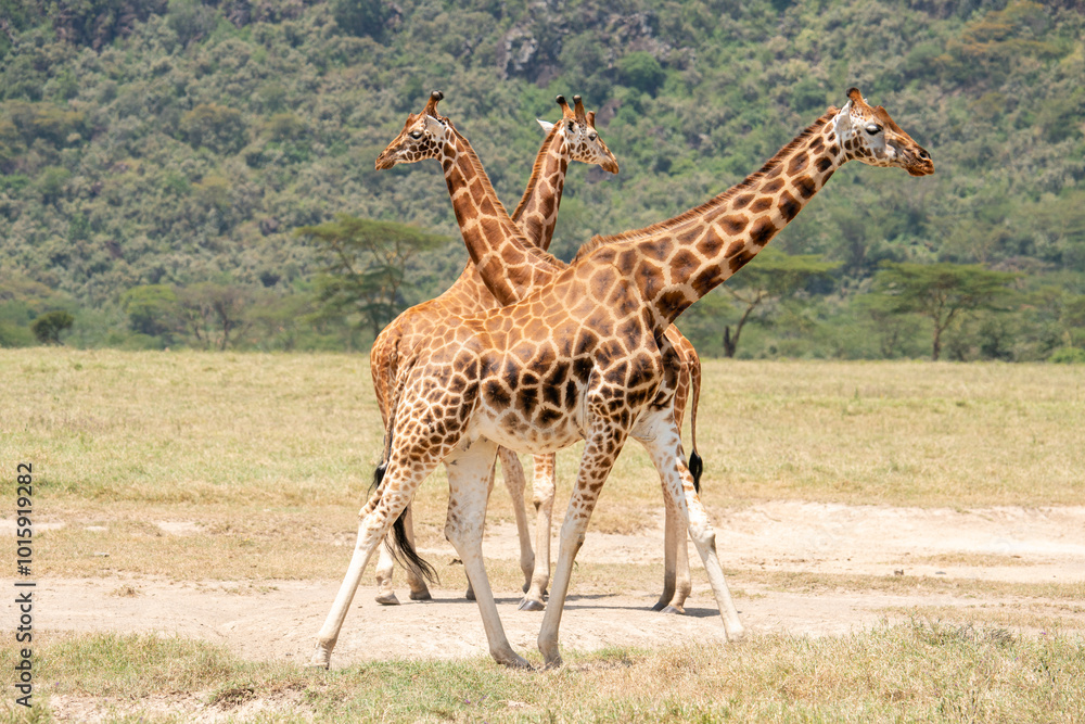 Obraz premium Three giraffes close together.