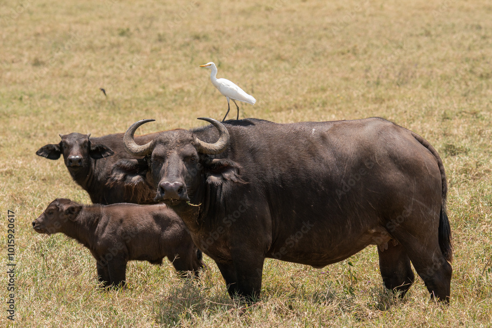 A family of African buffalo and a heron standing on a cow's head A family of African buffalo and a heron standing on a cow's head