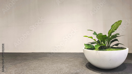 Mediterranean minimal wall and plant exterior architecture