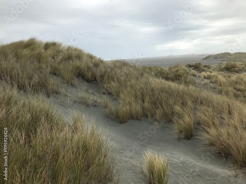 Farewell Spit Sand Dunes NZ