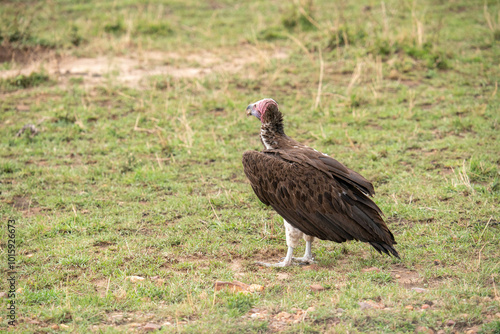 A vulture stands on the lawn of the Masai Mara National Park