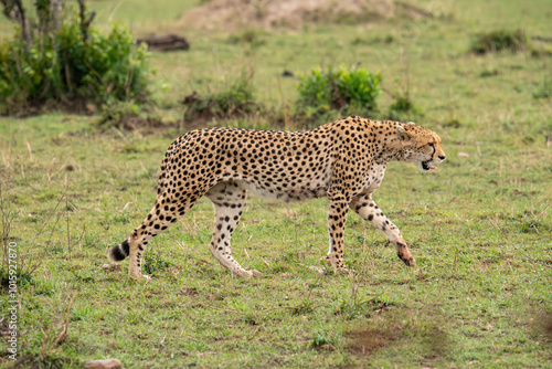 A cheetah roams the grasslands of the Masai Mara National Park.