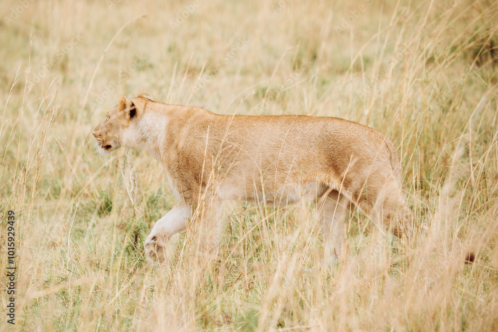 A lioness roaming the savannah, Masai Mara National Park A lioness roaming the savannah, Masai Mara National Park