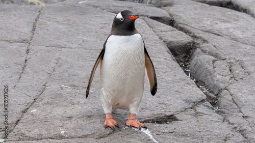 Close up portrait of one gentoo penguin standing in snow. Antarctica