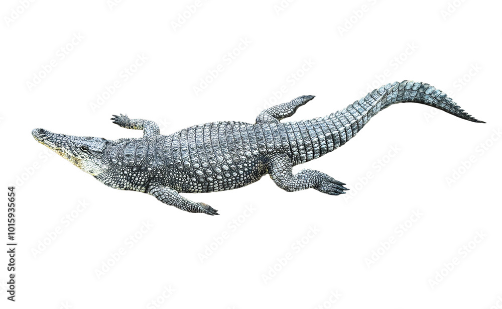 A crocodile laying on its back with its head sticking out A crocodile laying on its back with its head sticking out