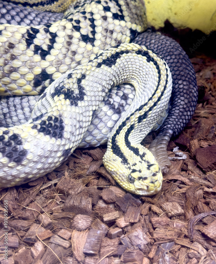 Obraz premium A snake is curled up on the ground with a yellow and black striped pattern