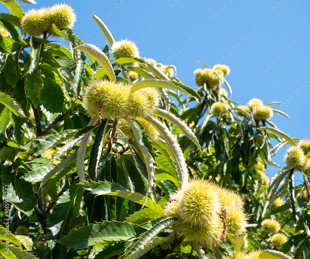 Edible chestnut is a deciduous bushy tree with a tall trunk and a freely growing crown. After flowering, the flowers turn into dry, large, popping fruits
