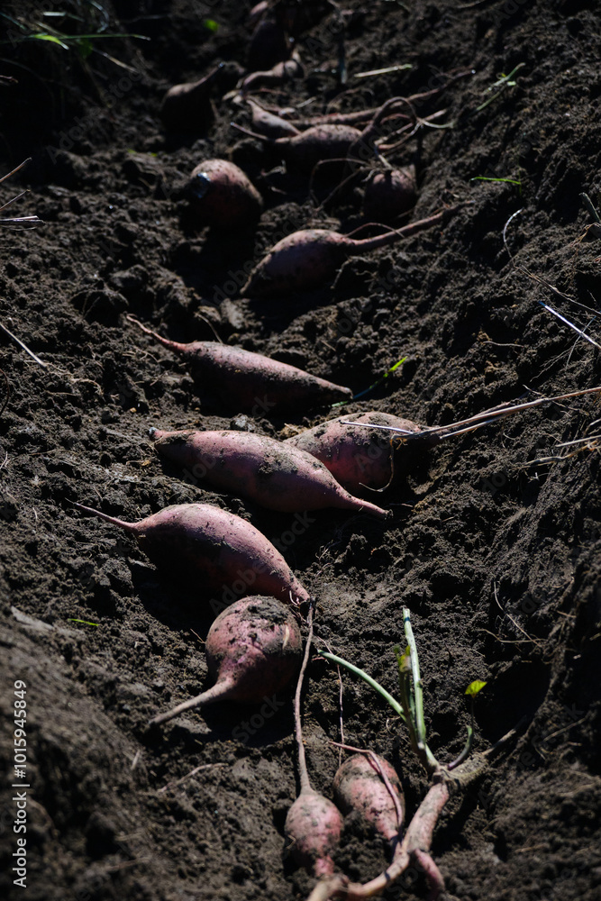 Fototapeta premium 豊作のサツマイモ