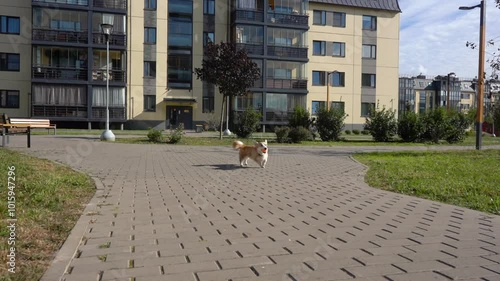A happy cheerful Welsh Corgi dog catches a ball in the air while walking. Slow motion.