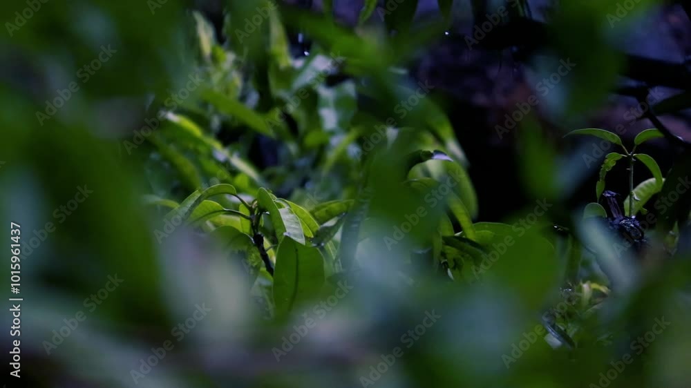 Soft rain falls, Raindrops on the leaves, and Rain falls on Tree Leaves. Cinematic natural background Soft rain falls, Raindrops on the leaves, and Rain falls on Tree Leaves. Cinematic natural background