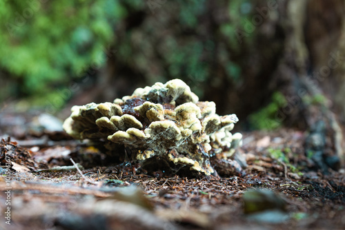 moss and mushroom on the tree