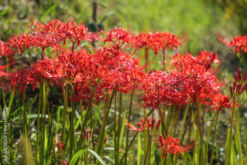 Sunset of Red spider lilies,lycoris ,radiata Sunset of Red spider lilies,lycoris ,radiata