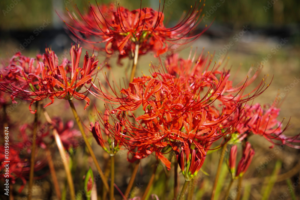 Sunset of Red spider lilies,lycoris ,radiata Sunset of Red spider lilies,lycoris ,radiata