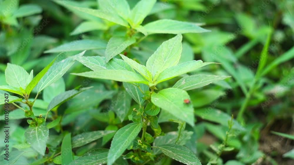 Stock video of a natural environment in which green plants sway in the wind. On the leaf of one plant, an insect moves, a red bug, a fireman, looking for food. fps 25 full hd Stock video of a natural environment in which green plants sway in the wind. On the leaf of one plant, an insect moves, a red bug, a fireman, looking for food. fps 25 full hd