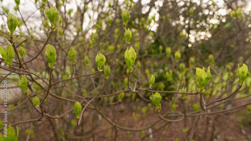 Awakening nature. Early spring. Young leaves on tree. Plant with leaves. Spring. Awakening nature. Early spring. Young leaves on tree. Plant with leaves. Spring.
