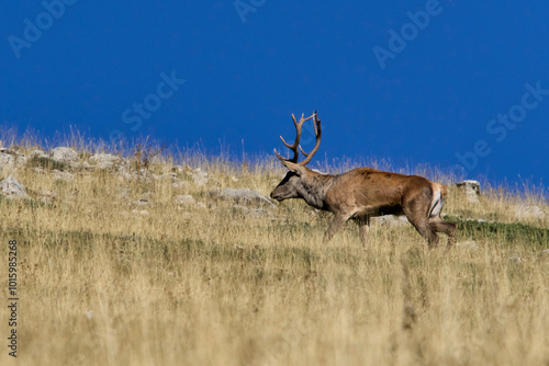 I cervi nella stagione degli amori - Parco Nazionale d'Abruzzo Lazio e Molise photo