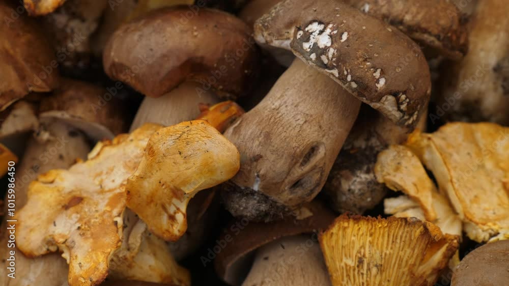 A variety of mushrooms are beautifully displayed at a fruit and vegetable market in Southern Italy, showcasing local produce. A variety of mushrooms are beautifully displayed at a fruit and vegetable market in Southern Italy, showcasing local produce.
