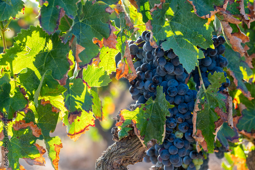 Ripe clusters of grapes under a canopy of leaves in a vineyard, capturing the beauty of nature and the art of viticulture at its finest moment of bounty in Penedes Spain