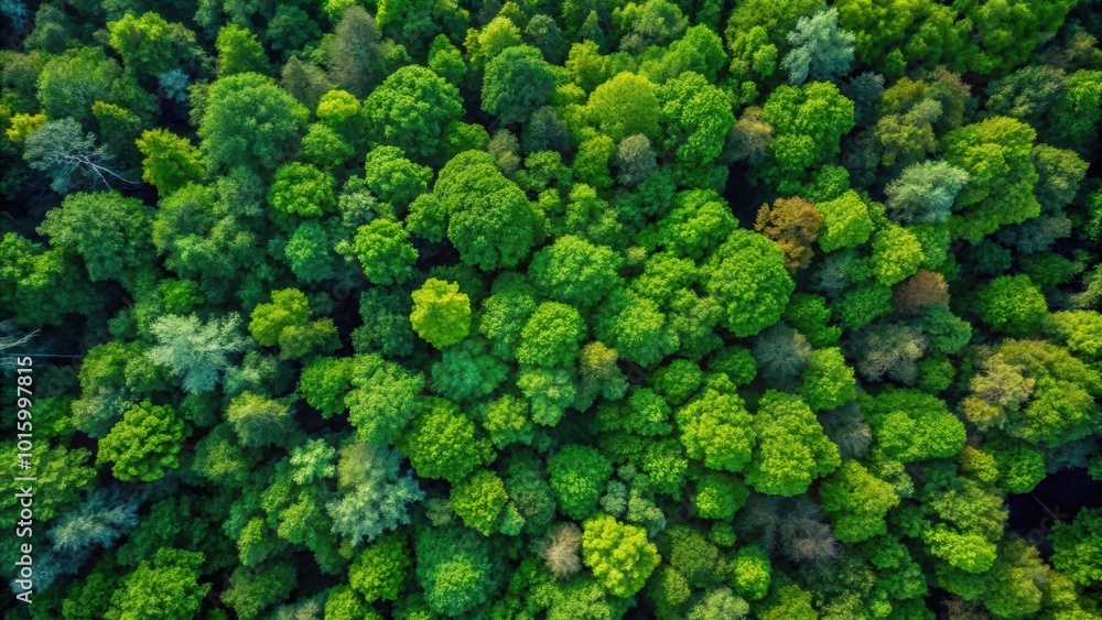 Aerial view of a lush and dense forest canopy, aerial, forest, canopy, green, trees, nature, environment, top view Aerial view of a lush and dense forest canopy, aerial, forest, canopy, green, trees, nature, environment, top view