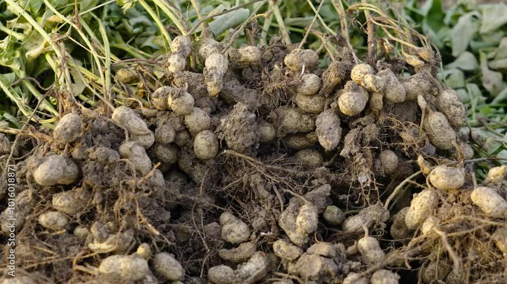 fresh harvested peanuts with roots in a field. harvest of peanut plants ...