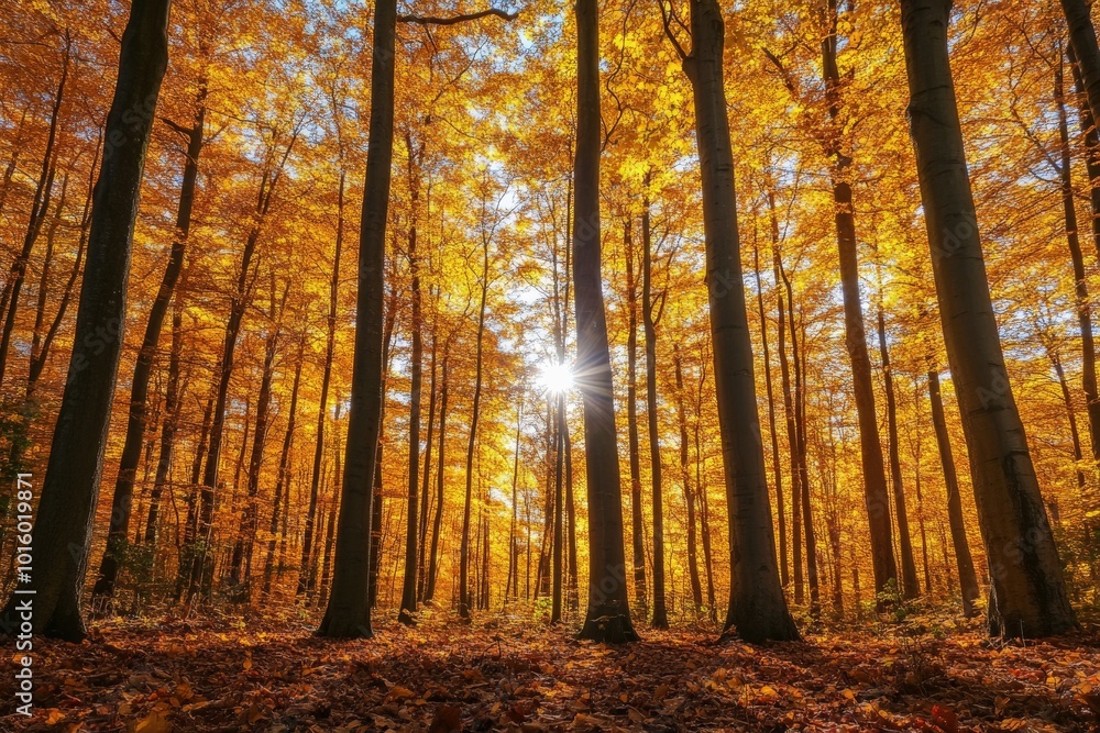 Obraz premium A captivating forest scene where tall trees are adorned in autumn's golden hues as sunlight beams through, embodying the peaceful transition of seasons and beauty.