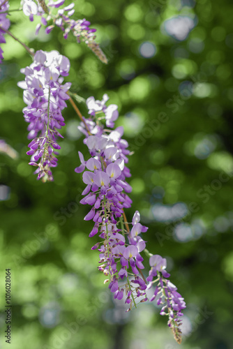 blooming wisteria in spring in the garden - Image