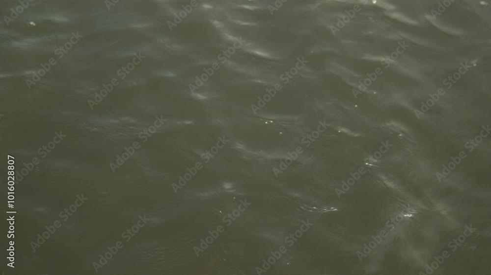 Gentle ripples and sunlight reflections on murky green water creating a calm scene Gentle ripples and sunlight reflections on murky green water creating a calm scene