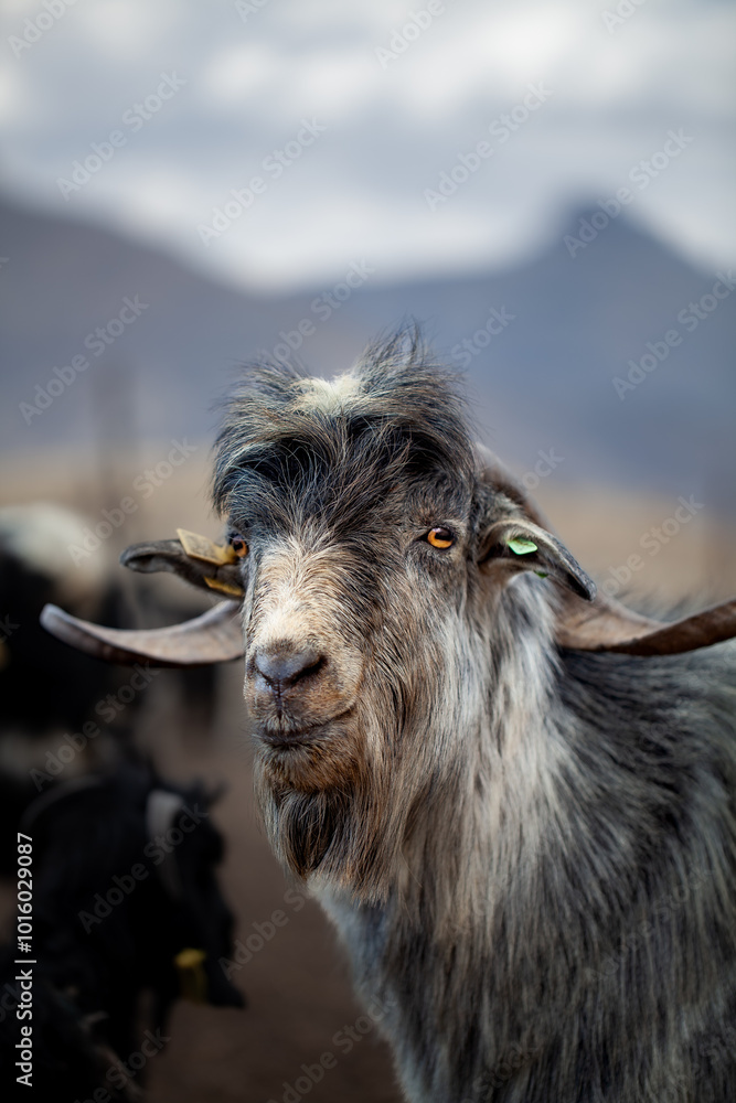 close-up and front view vertical portrait of a male goat with gray fur with blurred background. close-up and front view vertical portrait of a male goat with gray fur with blurred background.