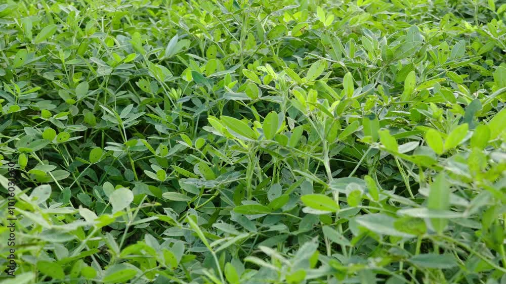 Peanuts are growing in the fields. green peanut leaves. Peanuts are growing in the fields. green peanut leaves.