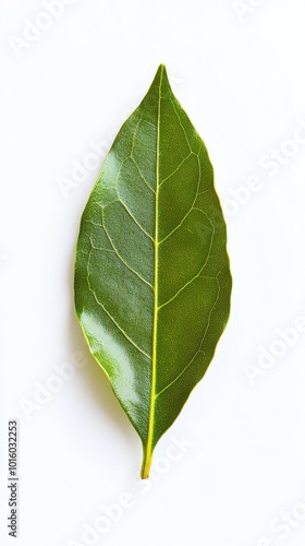 Fresh bay leaf resting on a clean surface showcases its vibrant green color and detailed vein patterns, ideal for culinary use